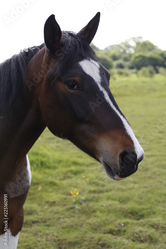 portrait of a horse © julie