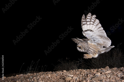 Long-eared owl (Asio otus), Hunting at night, in flight, flying photo