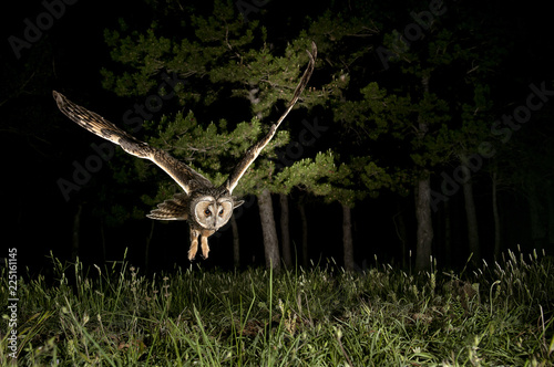 Long-eared owl (Asio otus), Hunting at night, in flight, flying photo