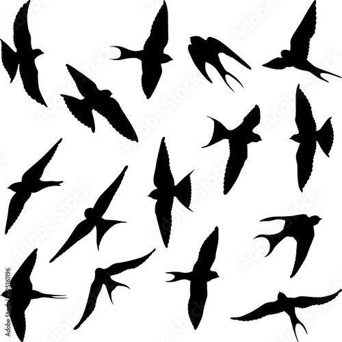 swallow silhouettes © mtmmarek