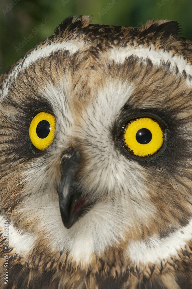 Obraz premium Short eared owl, Asio flammeus, country owl, portrait of eyes and face