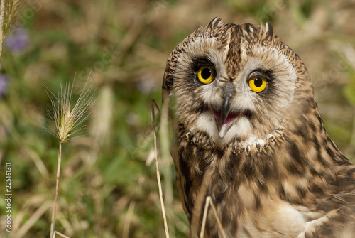 Short eared owl, Asio flammeus, country owl, portrait of eyes and face photo