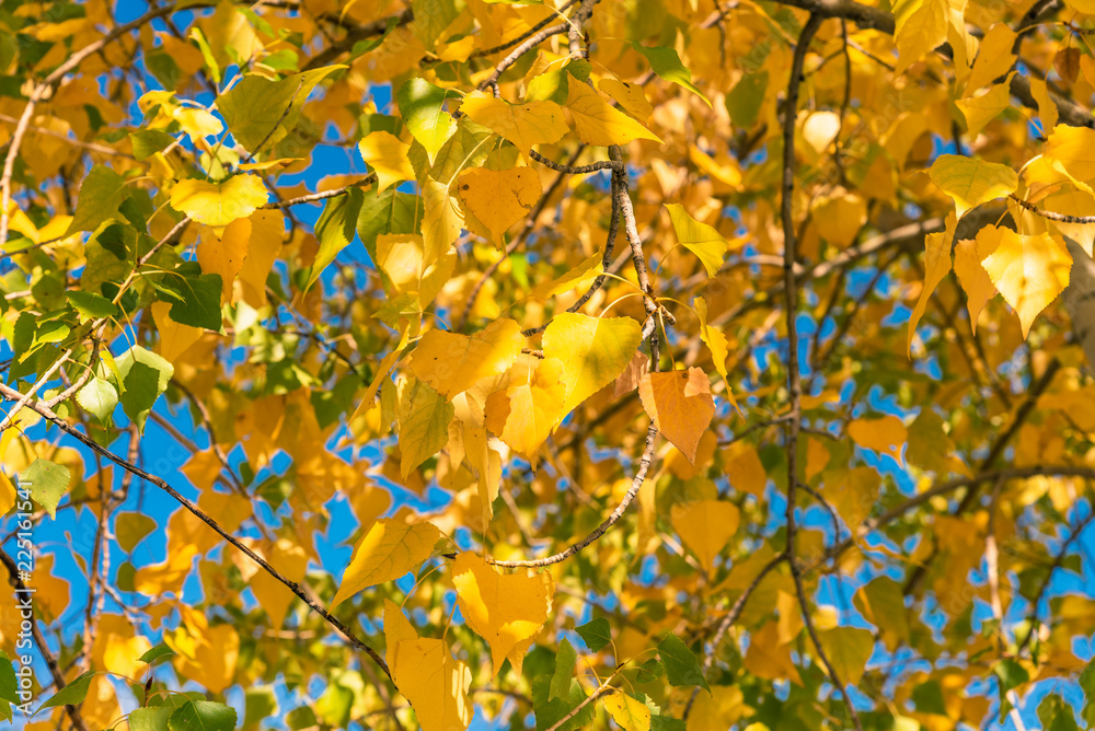 Beautiful autumn background - bright yellow leaves on the branches close up, macro