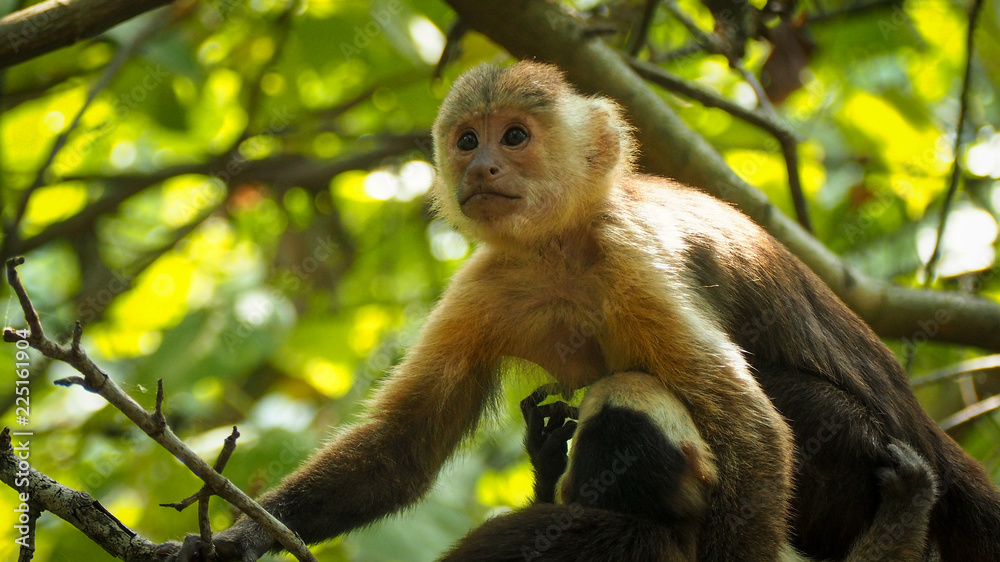 monkey mother breastfeeding her baby in the trees monkey mother breastfeeding her baby in the trees