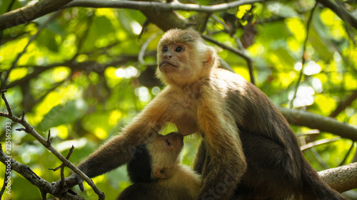 monkey mother breastfeeding her baby in the trees © iris