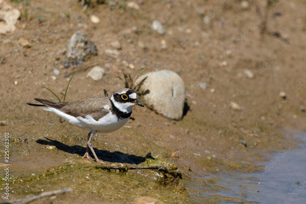 Little Ringed Plover (Charadrius dubius). Little Ringed Plover (Charadrius dubius).