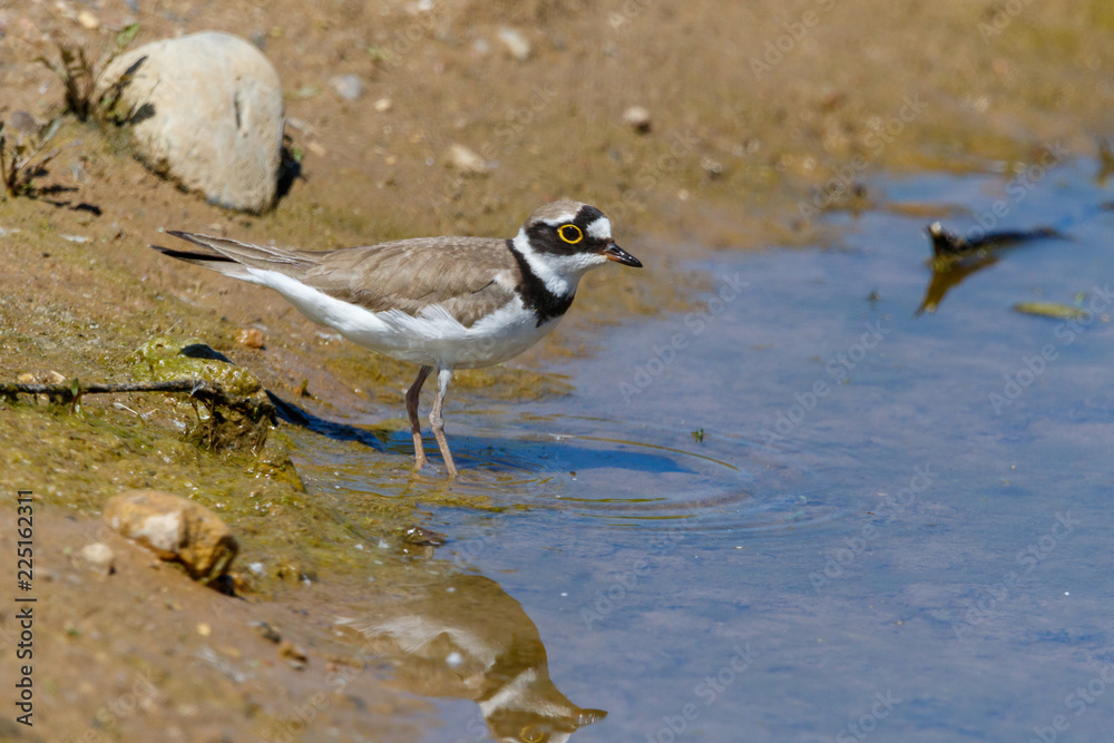 Little Ringed Plover (Charadrius dubius). Little Ringed Plover (Charadrius dubius).