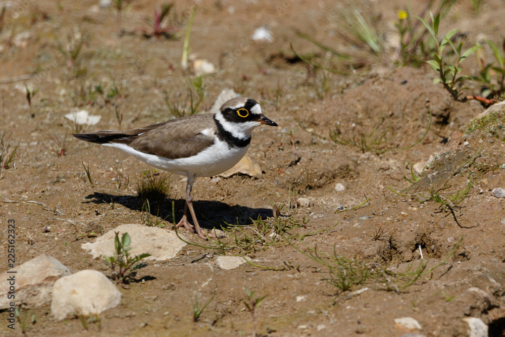 Little Ringed Plover (Charadrius dubius). Little Ringed Plover (Charadrius dubius).