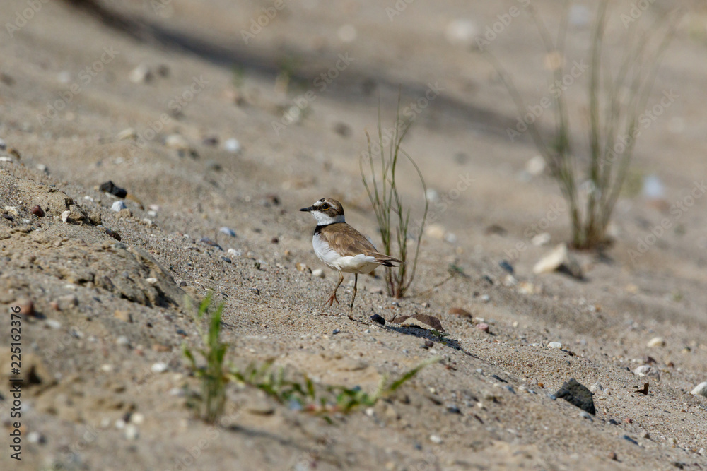 Little Ringed Plover (Charadrius dubius). Little Ringed Plover (Charadrius dubius).