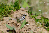 Little Ringed Plover (Charadrius dubius).