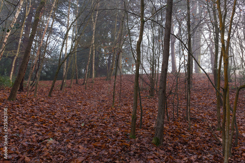 Autumnal forest scene photo