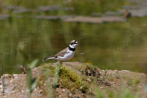 Little Ringed Plover (Charadrius dubius).