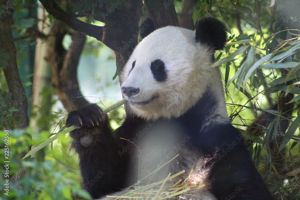 Obraz premium Panda