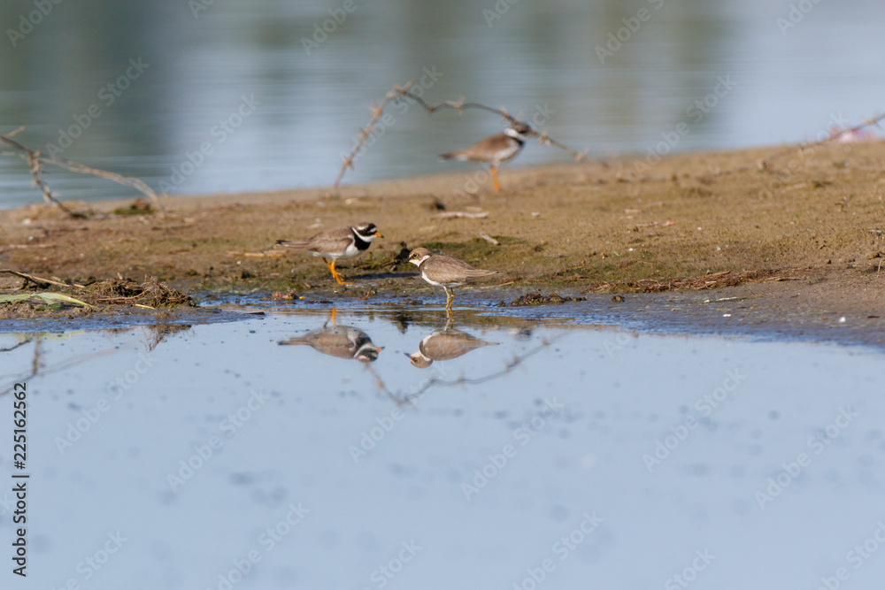 Little Ringed Plover (Charadrius dubius).