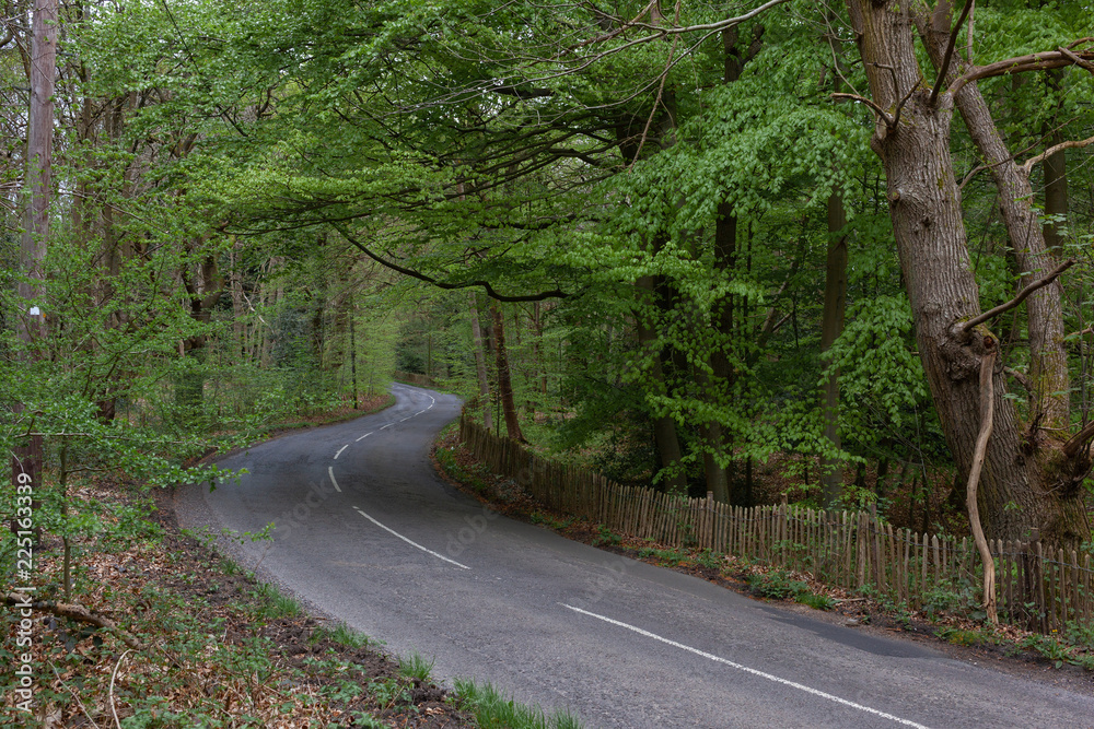 Obraz premium Tree Lined Road bending right to left