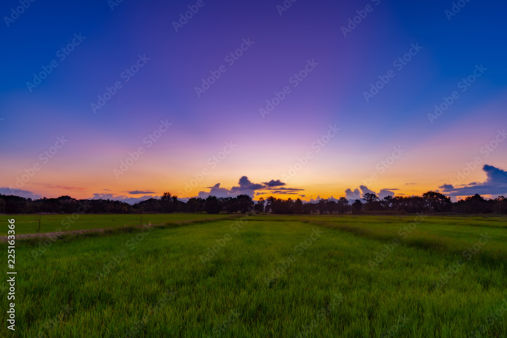 Landscape of rice field and sunset in Chiang mai, Thailand.