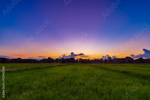 Landscape of rice field and sunset in Chiang mai  Thailand.