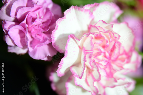 carnation bouquet © Matthewadobe