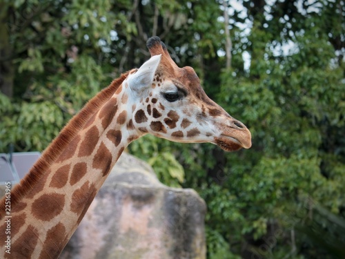 Giraffe Wildlife Animal