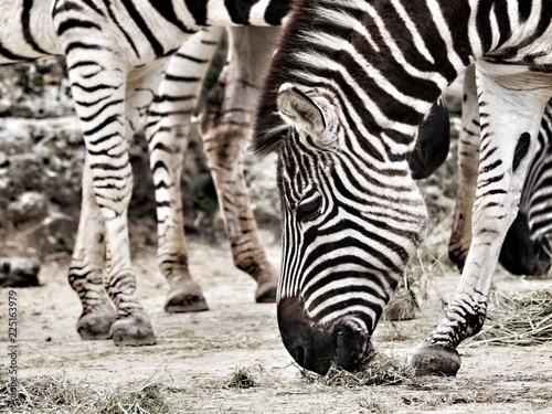 Zebra Wildlife Animal