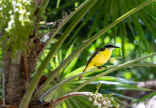 Close-Up of a colorful yellow bird sitting on a palm leaf.