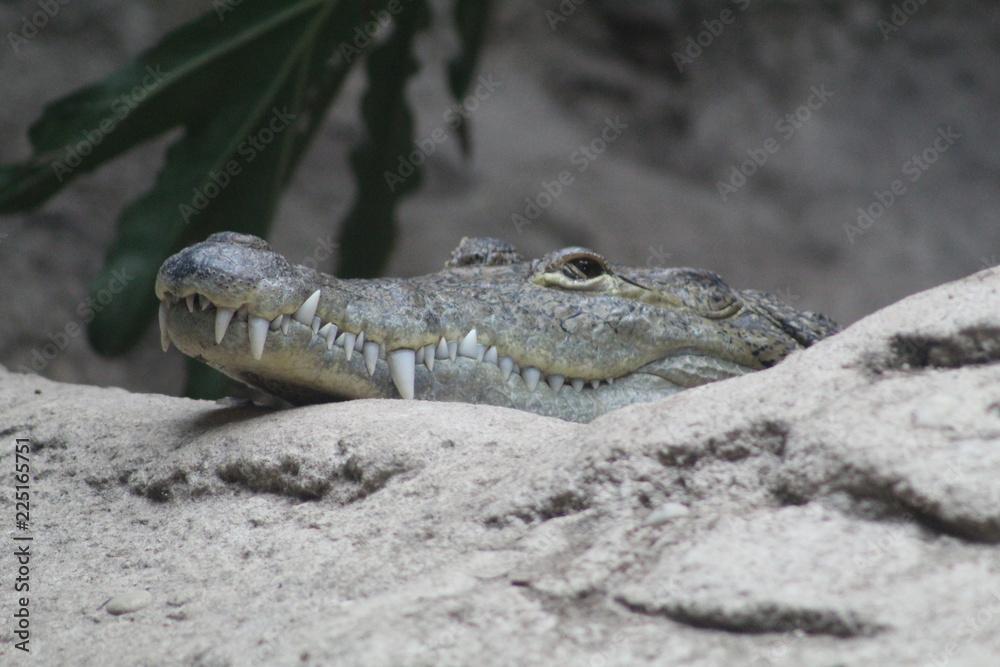 Obraz premium wilde Tiere