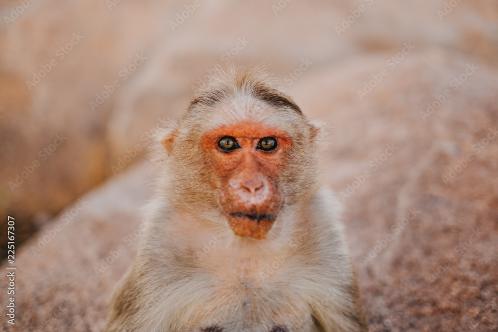 Naklejka premium monkey