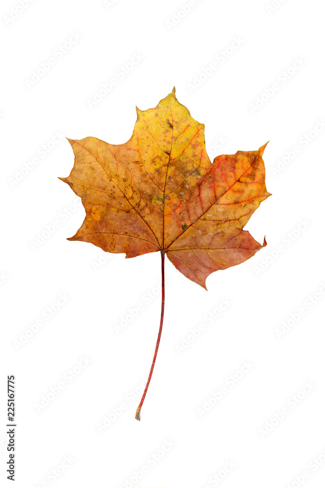 Autumn maple leaf, on white background. Isolated. Autumn maple leaf, on white background. Isolated.
