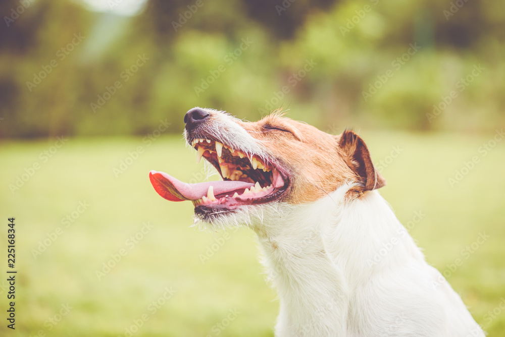 Happy Jack Russell Terrier dog with open mouth panting after active game