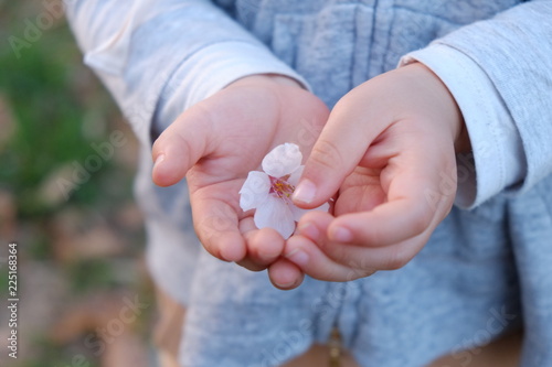 子供の手と桜