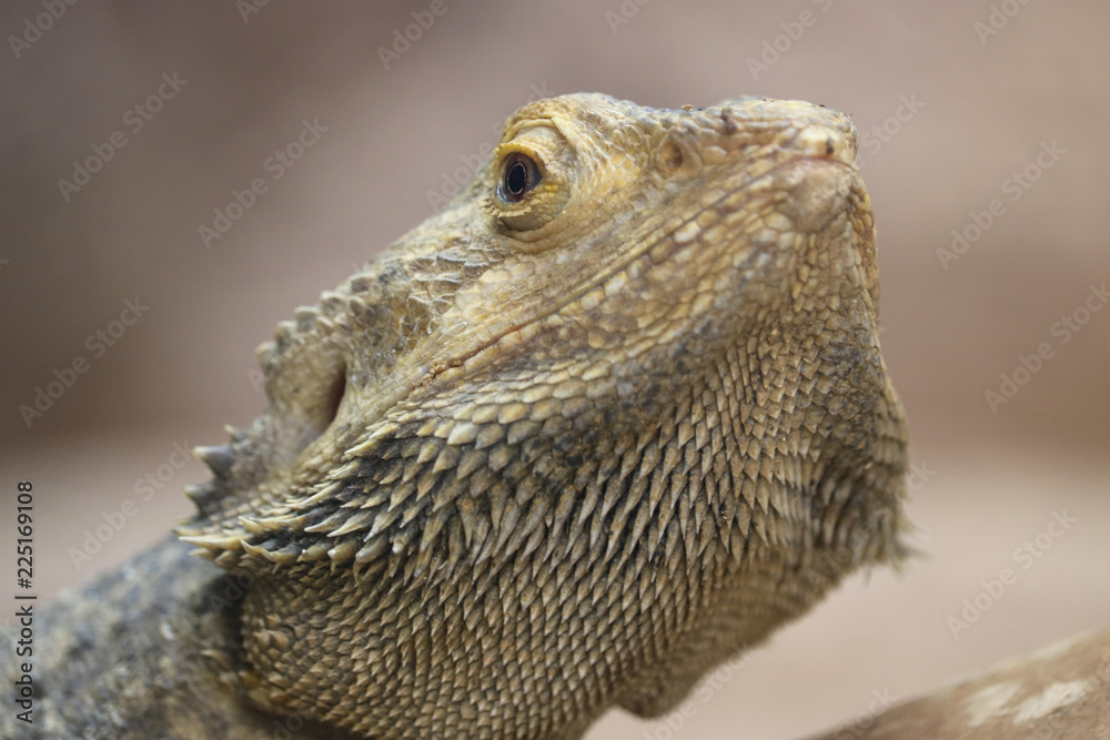 Head of a yellow central or inland bearded dragon (pogona vitticeps)
