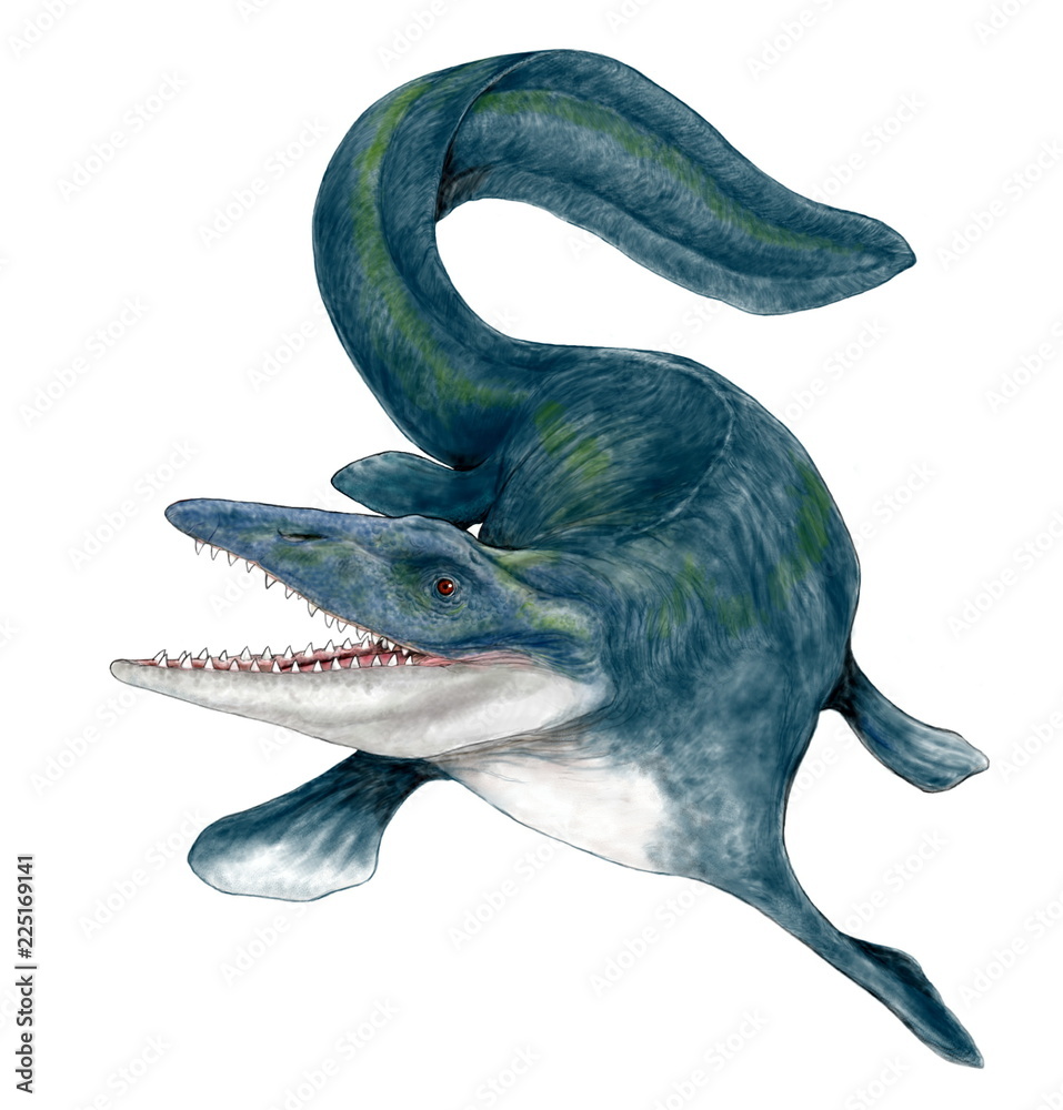 海棲爬虫類ティロサウルスはモササウルスの仲間では最大クラス 白亜紀後期の海域では最強の獰猛な捕食者 翼竜類からプレシオサウルス類のような首長竜まで胃袋に収めている 尖った嘴は硬く頑丈で下から突き上げられれば獲物は先ずその衝撃で大きなダメージを受けただ 海棲爬虫類ティロサウルスはモササウルスの仲間では最大クラス 白亜紀後期の海域では最強の獰猛な捕食者 翼竜類からプレシオサウルス類のような首長竜まで胃袋に収めている 尖った嘴は硬く頑丈で下から突き上げられれば獲物は先ずその衝撃で大きなダメージを受けただ