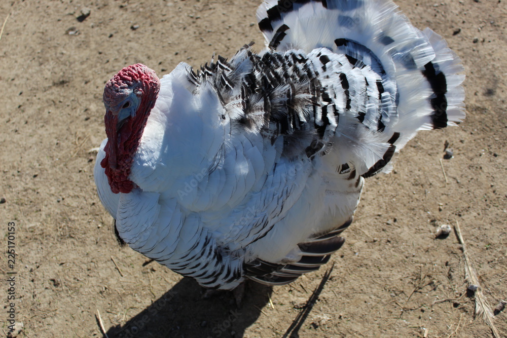 Thanksgiving. Stock Photo | Adobe Stock