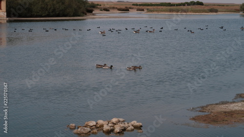 Aves y patos nadando en el parque de la reserva natural de Lagunas de Villafáfila es un espacio natural protegido en el noreste de la provincia de Zamora, Castilla y León, España.​