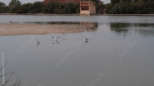 Aves y patos nadando en el parque de la reserva natural de Lagunas de Villafáfila es un espacio natural protegido en el noreste de la provincia de Zamora, Castilla y León, España.​