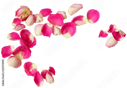 Pink rose petals