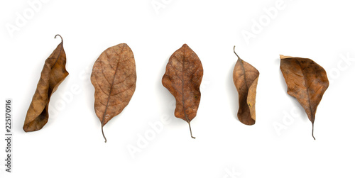 Billede på lærred Collection of dry leaves isolated on white background
