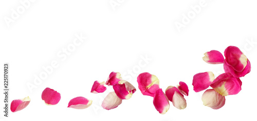 Pink rose petals in a corne...