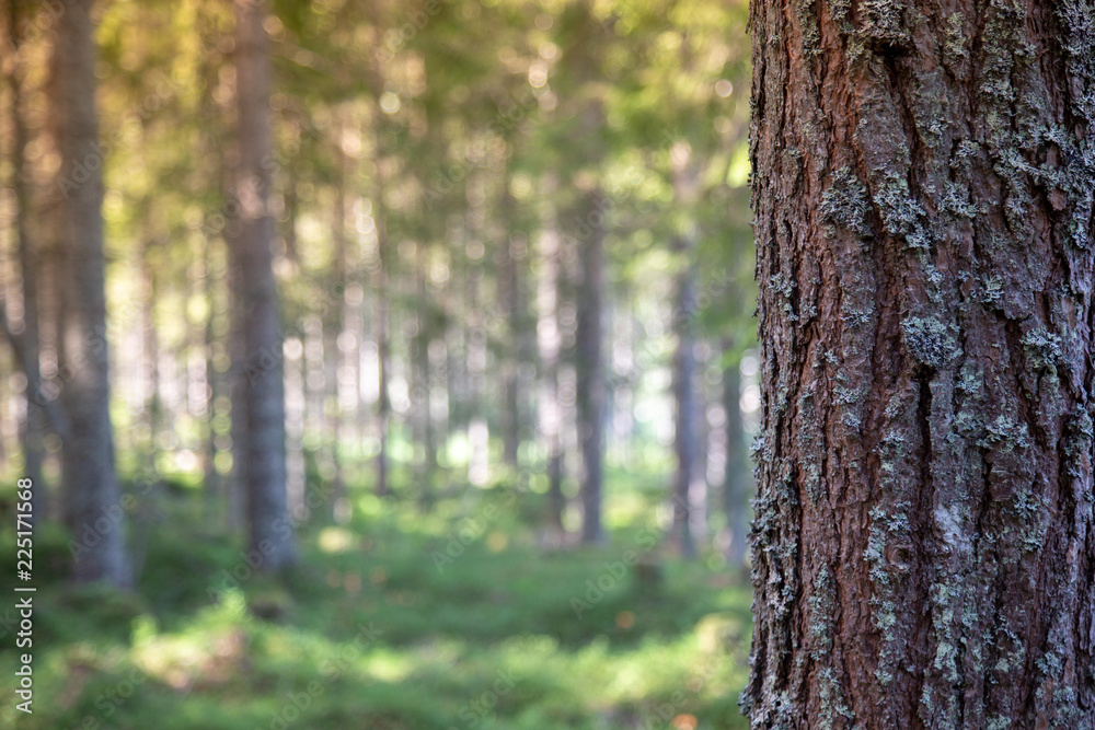 Bark of tree in forest for text message,copy space.