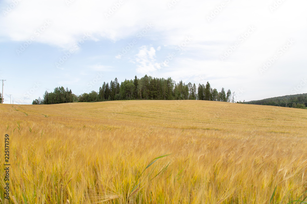 Wheat field for editing image.