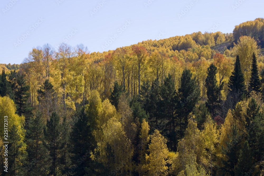 Autumn. Natural landscape. Bright colors of the autumn forest on the rocky slopes of the mountains. The Altai Mountains. Eastern Kazakhstan.