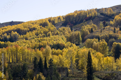 Autumn. Natural landscape. Bright colors of the autumn forest on the rocky slopes of the mountains. The Altai Mountains. Eastern Kazakhstan.