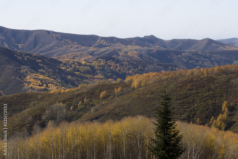 Autumn. Natural landscape. Bright colors of the autumn forest on the rocky slopes of the mountains. The Altai Mountains. Eastern Kazakhstan.