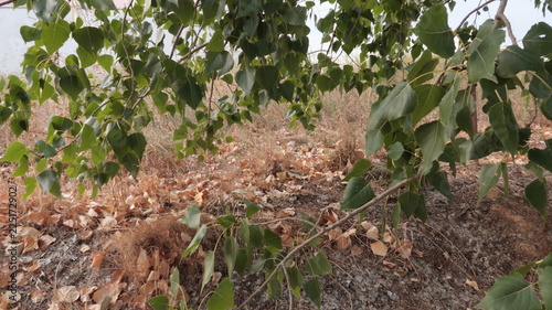 Ramas de árbol en otoño con hojas secas en el suelo. Paisaje otoñal de caída de las hojas 