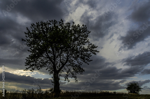 Silhouette of a tree at a dramatic sunset © Jakub