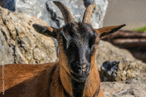 Engadiner Ziege (Endadin dwarf goat), Zurich, Switzerland photo