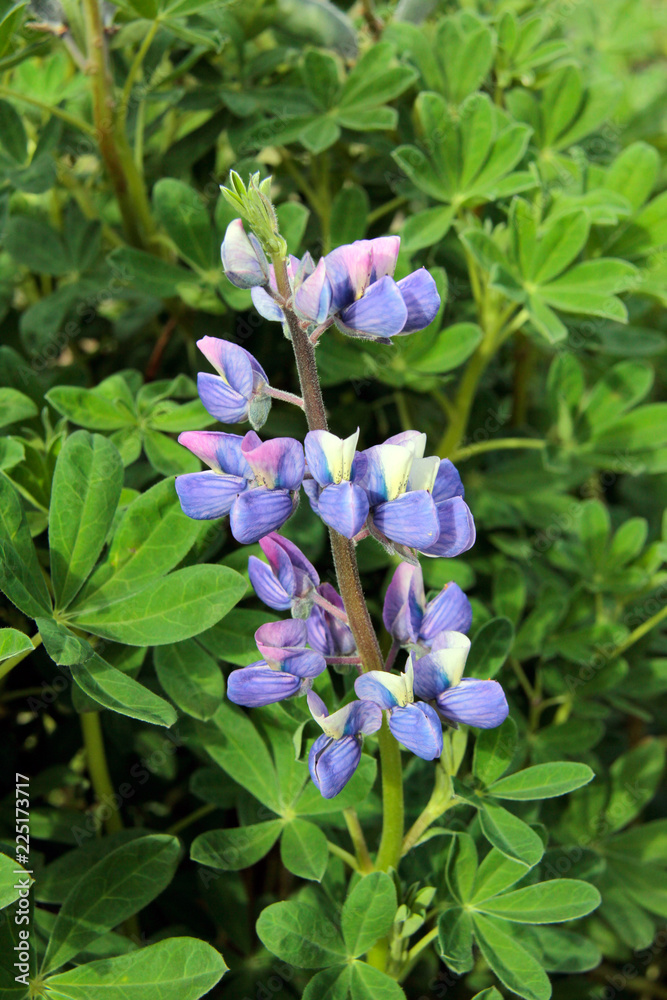 Obraz premium lupin arctique