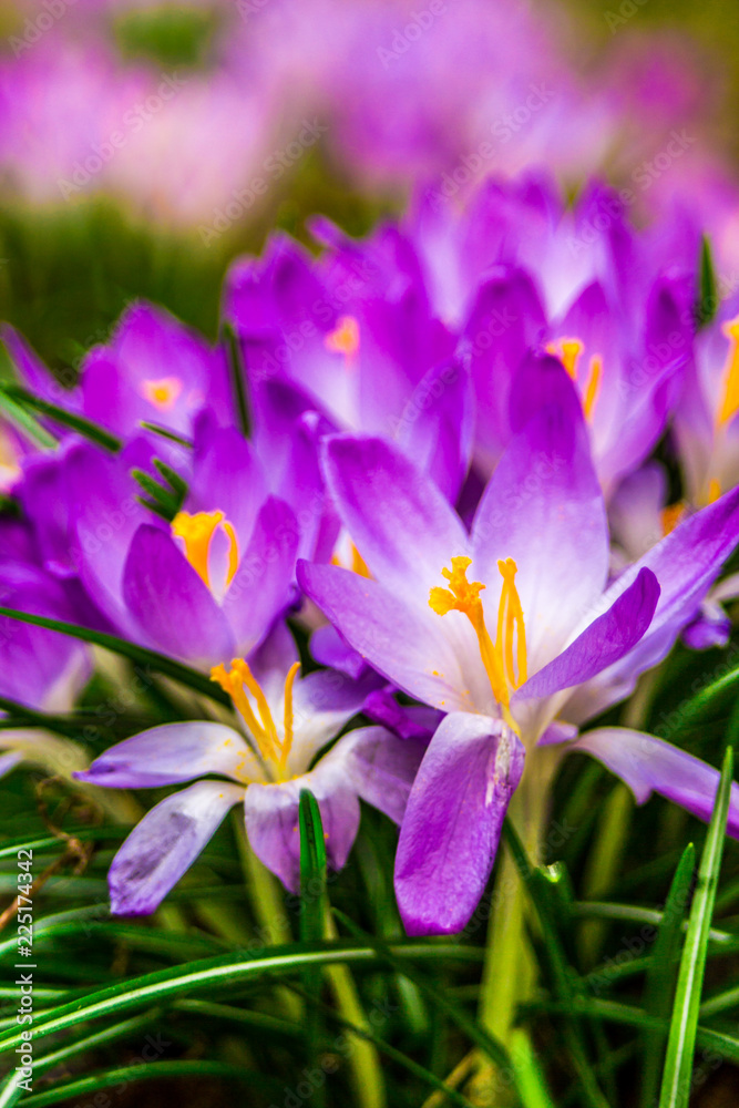 Crocus, plural crocuses or croci is a genus of flowering plants in the iris family. A single crocus, a bunch of crocuses, a meadow full of crocuses, close-up crocus Crocus, plural crocuses or croci is a genus of flowering plants in the iris family. A single crocus, a bunch of crocuses, a meadow full of crocuses, close-up crocus