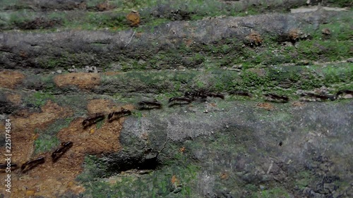 Wallpaper Mural Crowd of black ants walking on old timber in tropical rain forest. Torontodigital.ca