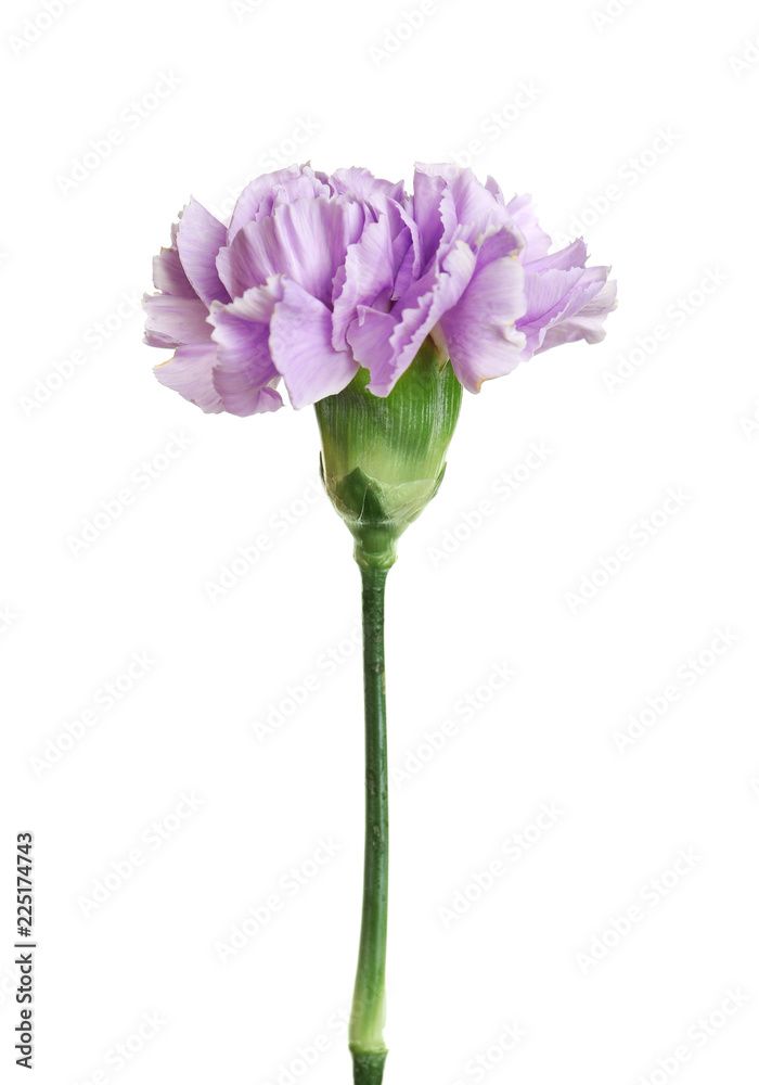 Beautiful blooming violet carnation on white background